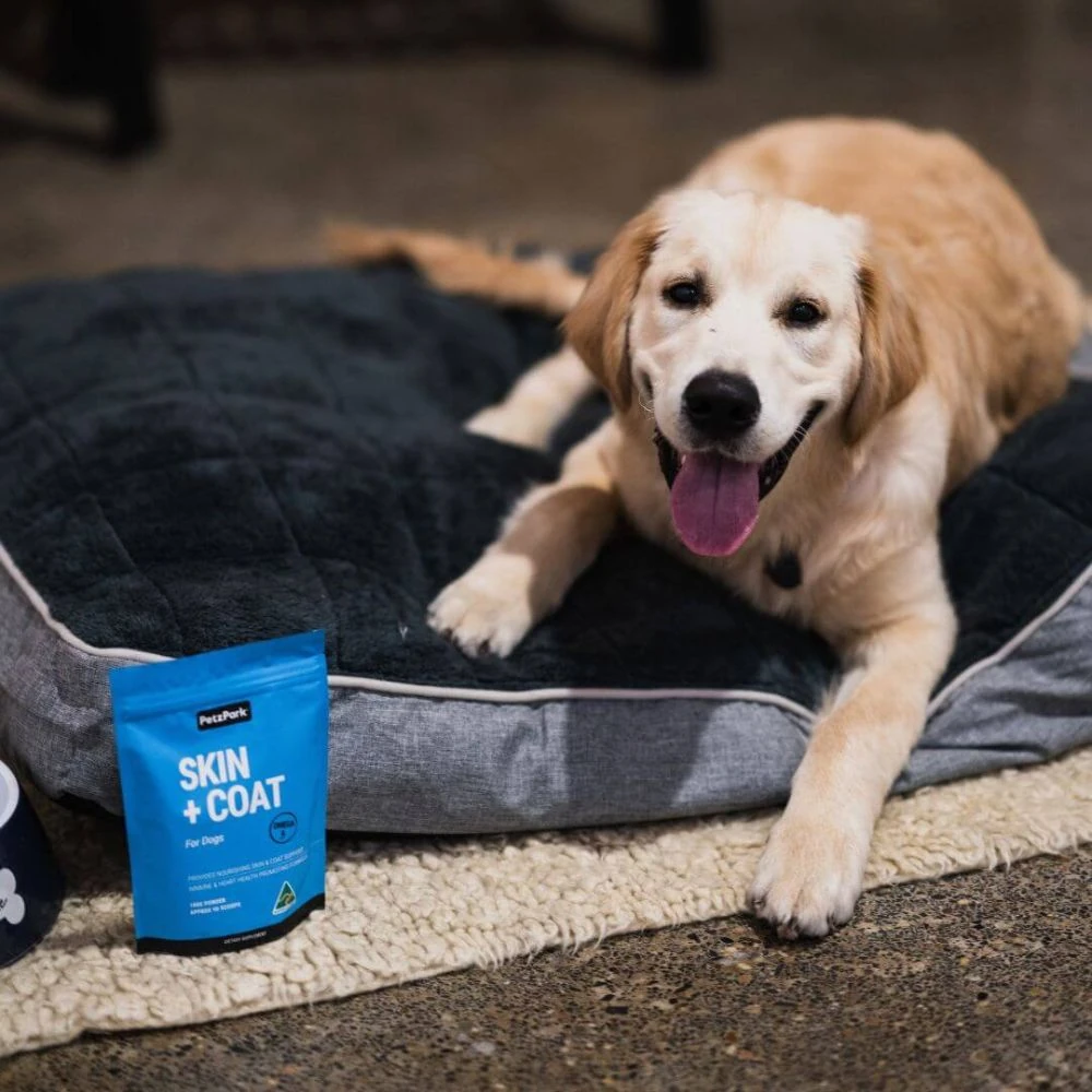 puppy carry bag - Professional Guide and Review