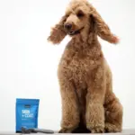 retractable outdoor gate - Professional Guide and Review