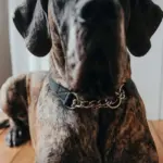 Hunter Aalborg Martingale Dog Collar, Black - Image 8