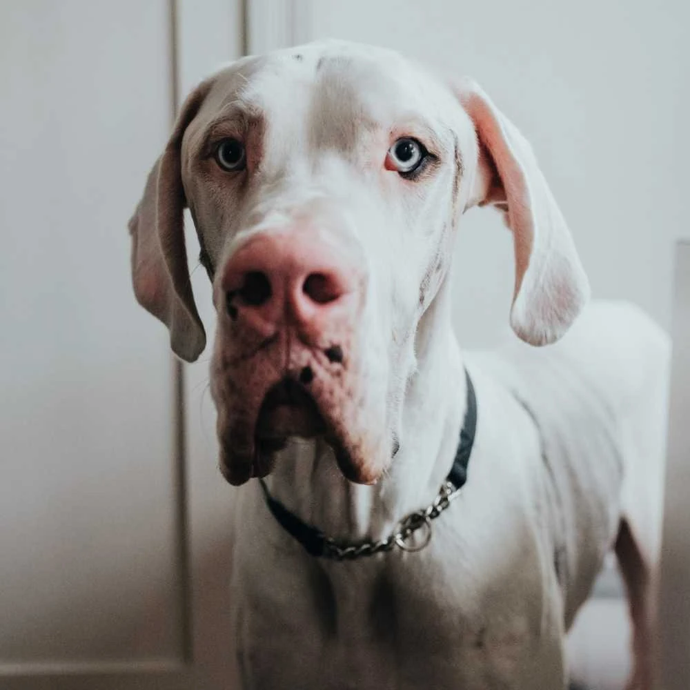 best shampoo for dog - Professional Guide and Review