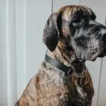 Hunter Aalborg Martingale Dog Collar, Black - Image 10