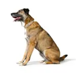 Hunter Dog Collar Amalfi, Tan - Image 2