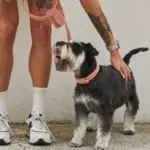 Australian Designed Boucle Dog Leash, Terracotta - Image 5