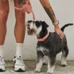 cat toy stimulation - Professional Guide and Review