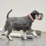 cat bed for cats - Professional Guide and Review