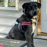 cat perch - Professional Guide and Review