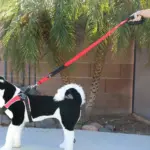 Tre Ponti Double Handled Dog Leash, Black - Image 4