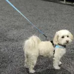 dog cooling mats online - Professional Guide and Review