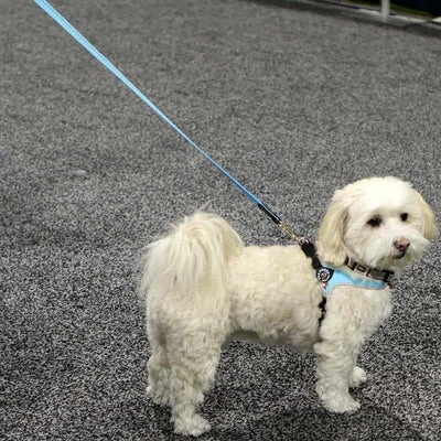 dog cooling mats online - Professional Guide and Review