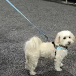 Tre Ponti Reflective Dog Leash, Pink - Image 3