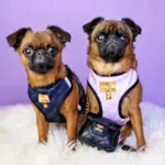 dog identification tags australia - Professional Guide and Review