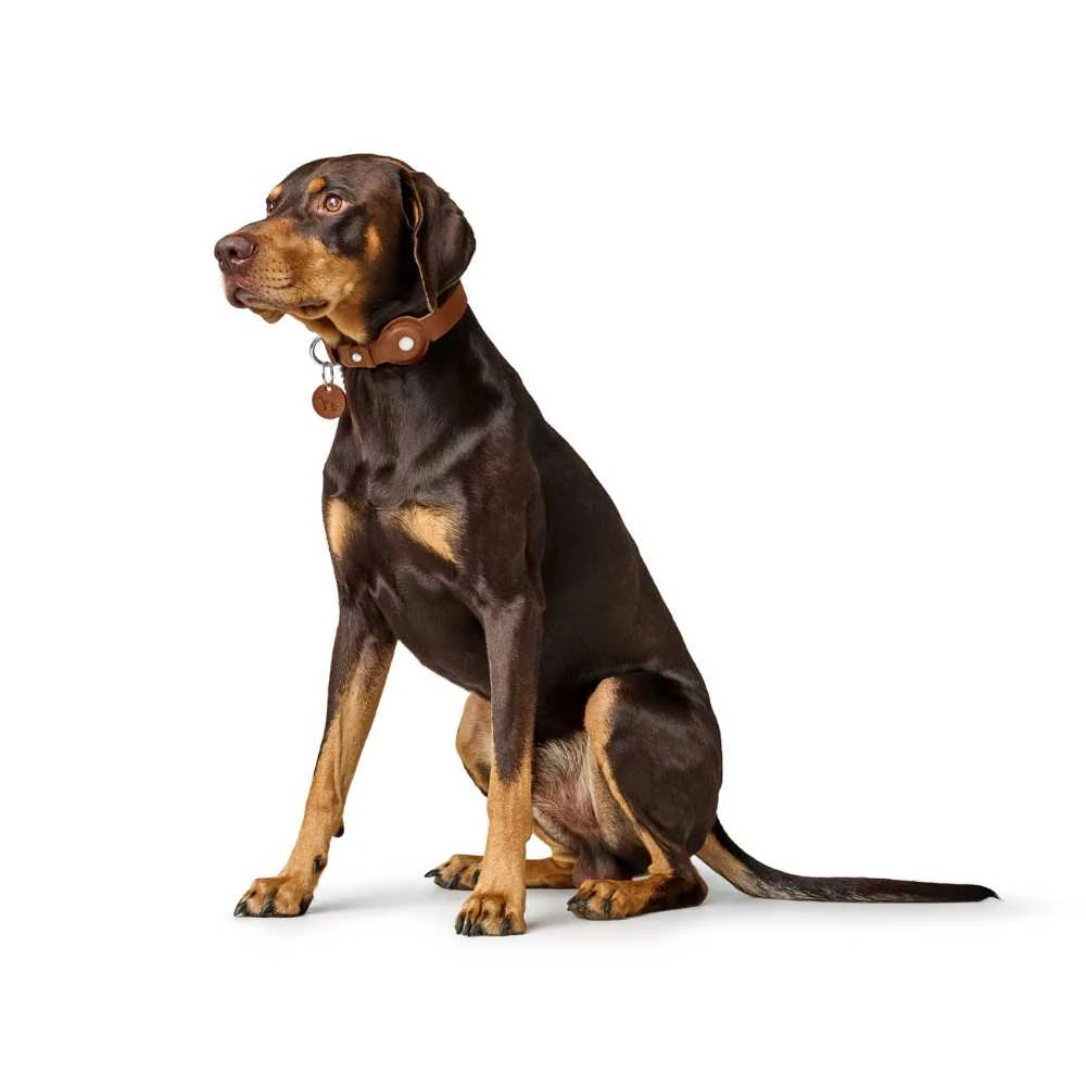 long dog leads australia on beach at sunrise