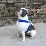 kitty litter box large - Professional Guide and Review