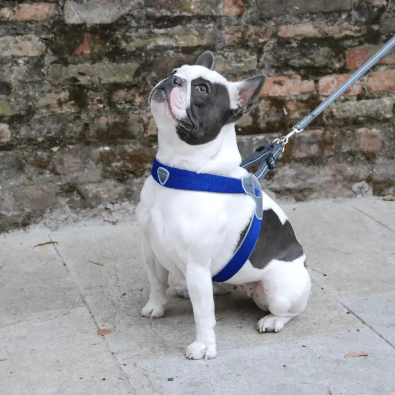 kitty litter box large - Professional Guide and Review