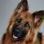 dog crate cover australia|cat collar id tag - Image 4