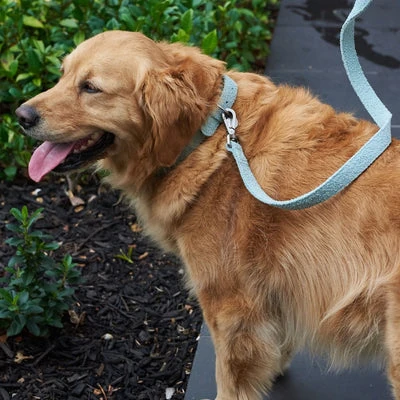 how to stop a dog getting car sick