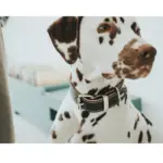 dog cover for car - Professional Guide and Review