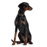 Hunter Canadian Elk Leather Dog Collar, Black - Image 2