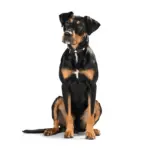 personalised dog leash - Professional Guide and Review