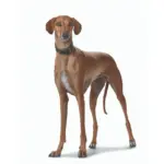 dog grooming dryer - Professional Guide and Review