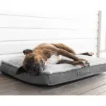 car bed for dogs - Professional Guide and Review