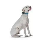 Hunter Maui Vario Plus Dog Collar Heavy Duty Clasp Buckle - Image 6