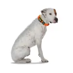 Hunter Maui Vario Plus Dog Collar Heavy Duty Clasp Buckle - Image 9