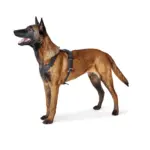 dog harness for car travel - Professional Guide and Review