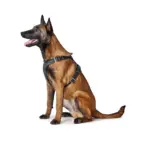 Hunter Aalborg Soft Genuine Leather Dog Harness, Black - Image 3