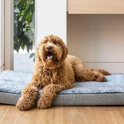 dog harness with names - Professional Guide and Review