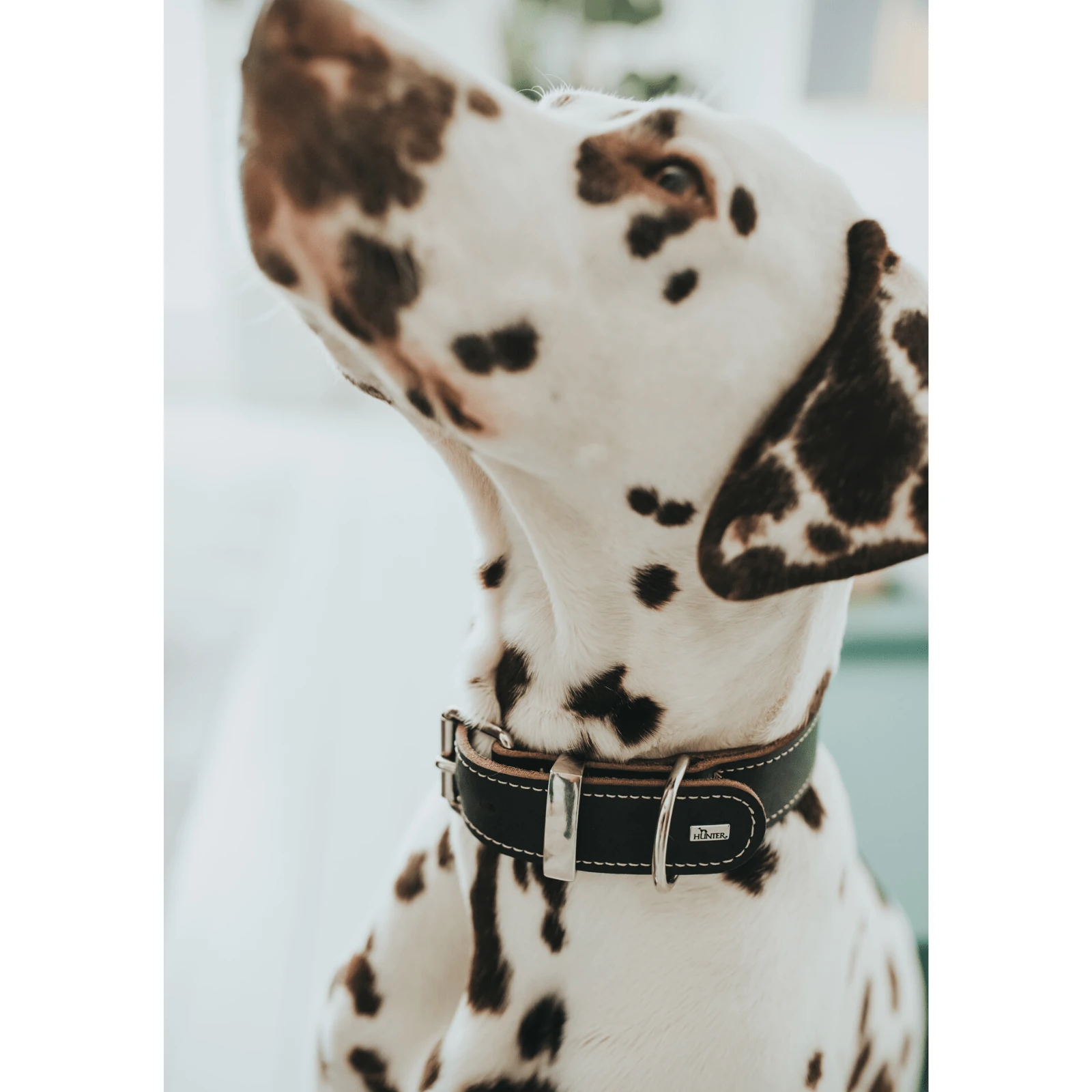 cat scratcher side table in modern lounge room with cat using it next to sofa alt text &quot;cat scratcher side table&quot;