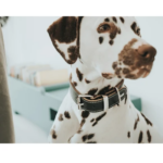 hunting dog coats|colorbond dog kennel - Image 4